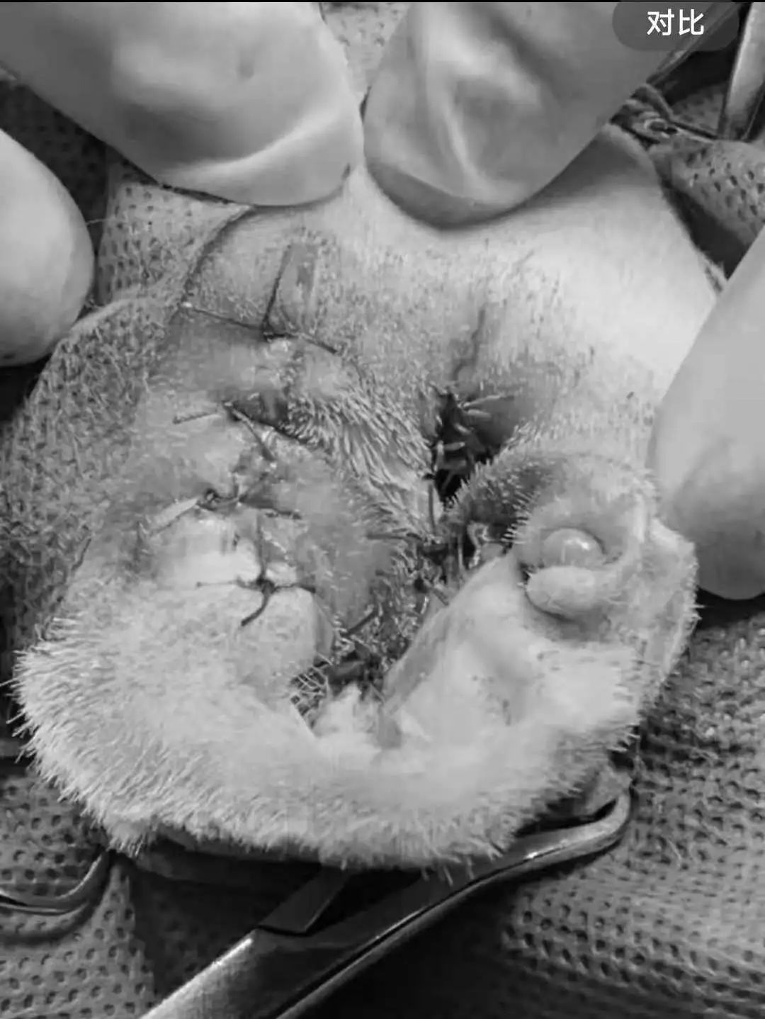 猫咪额头鼓起来软软的怎么回事,猫咪额头红怎么回事