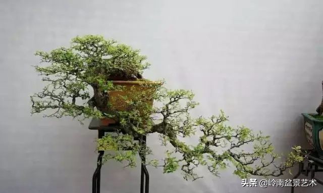 榆树盆景何时修剪最好,盆景怎样修剪最好看