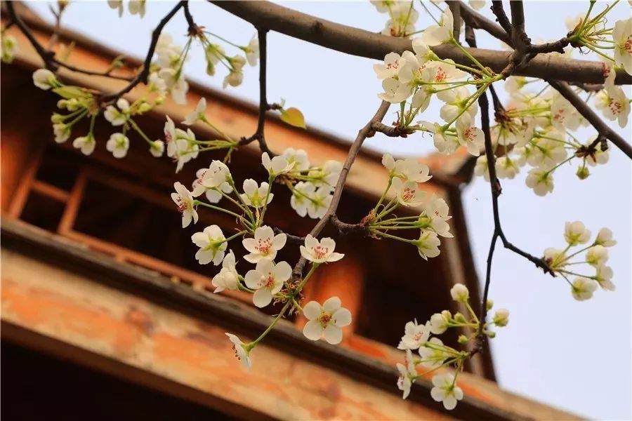 感恩等待，临朐揽翠湖温泉度假村4月4日全面复工营业！让我们共同重启美好春天！#唤醒好*光春**#