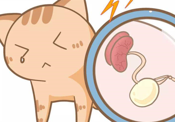 15岁猫咪慢性肾病治疗,猫咪肾病