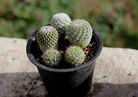 仙人球的刺扎着怎么办,仙人球的刺扎到人有毒吗