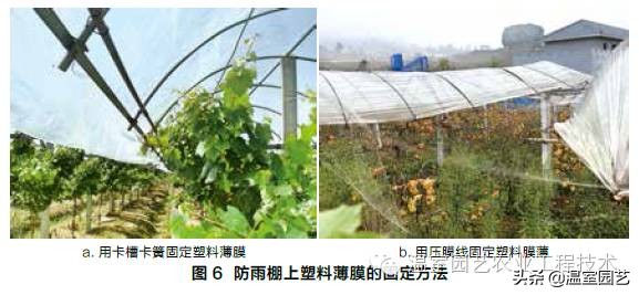 温室葡萄架式管理,温室葡萄水平架栽培管理