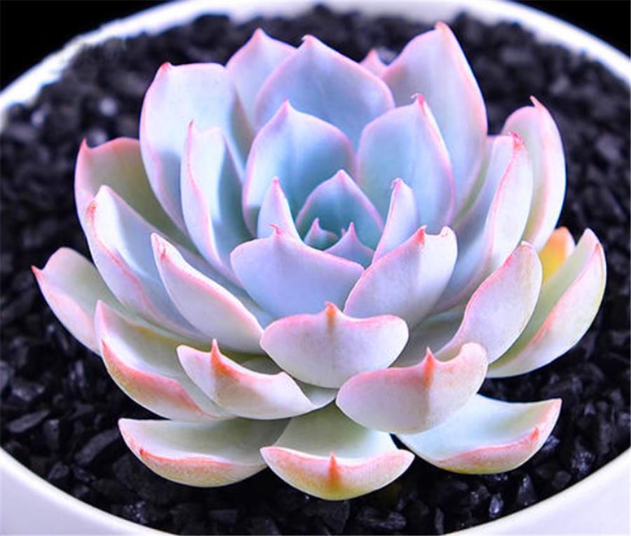 多肉蓝石莲最佳状态,多肉蓝石莲和蓝色惊喜一样吗