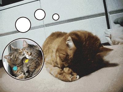 猫为什么会做梦,猫咪也会做梦吗都梦到了啥