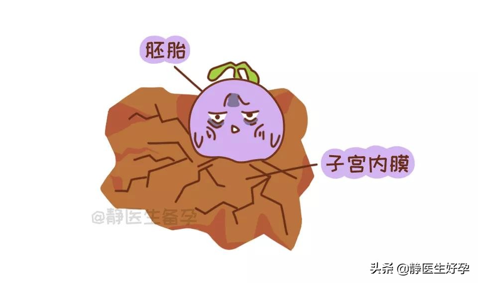 静医生备孕是真的还是假的,内膜薄备孕前调理还是备孕后