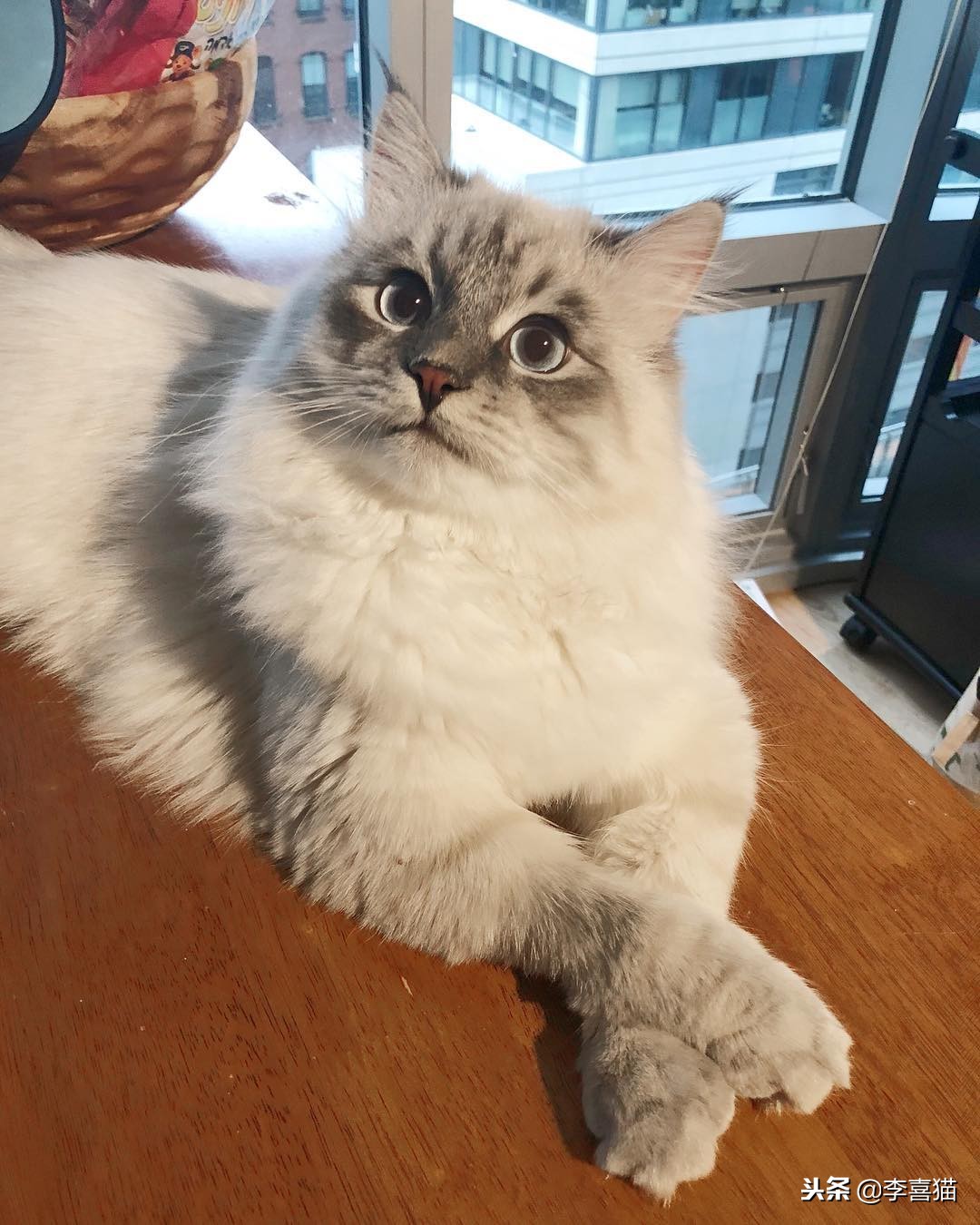 猫咪绝育后为什么不能进食,猫咪绝育后多久不吃东西属于正常