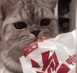 猫咪会笑吗表情,猫咪会笑