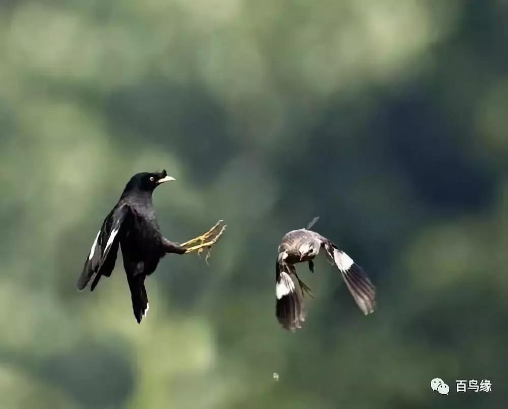八哥鹩哥的产地,八哥和鹩哥繁殖