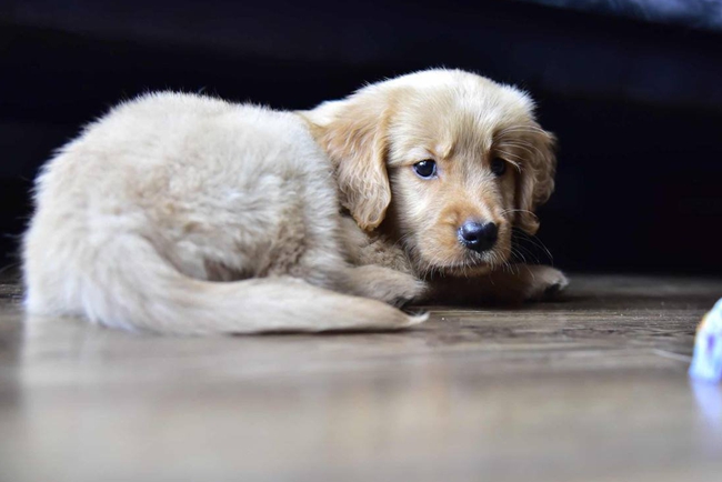 懂事的金毛听话的金毛,听话的金毛和调皮的金毛