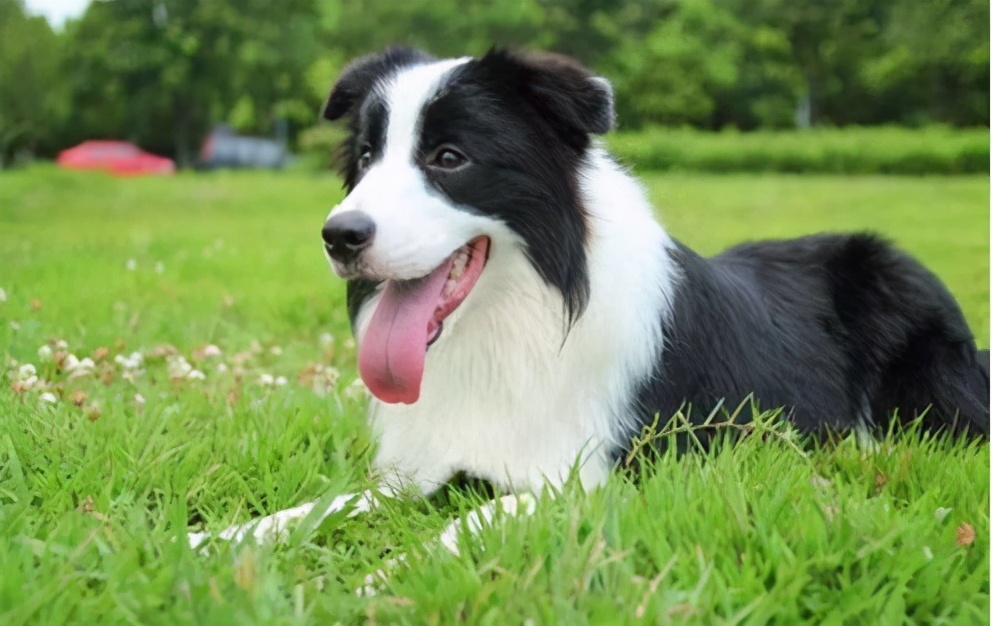 补钙边牧,11个月的边牧需要补钙吗