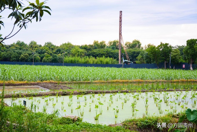 这个夏日，看这个美女如何在浙江乌村的第一百种玩法