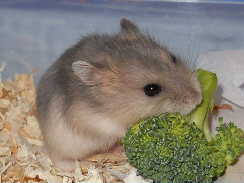 什么仓鼠爱吃西兰花,仓鼠能不能吃绿色的西兰花