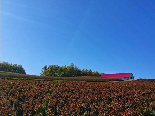 北海道登别到美瑛町需多久,日本北海道美瑛川的雪景