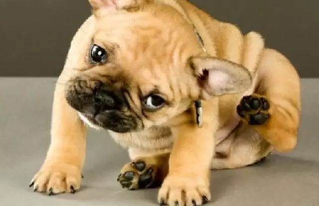 狗狗绝育后真的会变得乖吗,九岁的狗狗还有绝育必要么