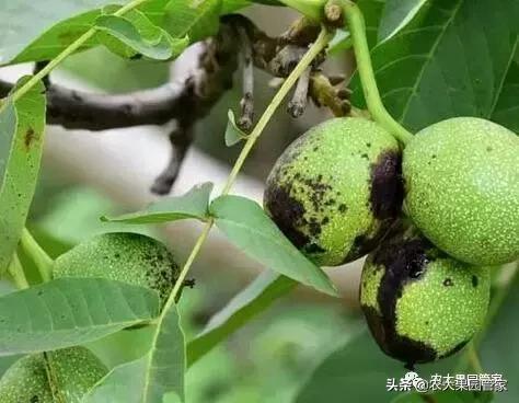 核桃黑果是什么病喷什么药,治疗核桃黑斑病的一般杀菌剂