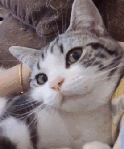 吸猫不得不知道的常识,沉迷吸猫的原因