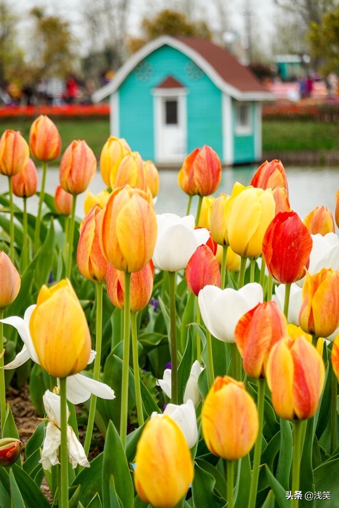 芬芳之人方能遇到芬芳之心，郁金香开成了荷兰花海