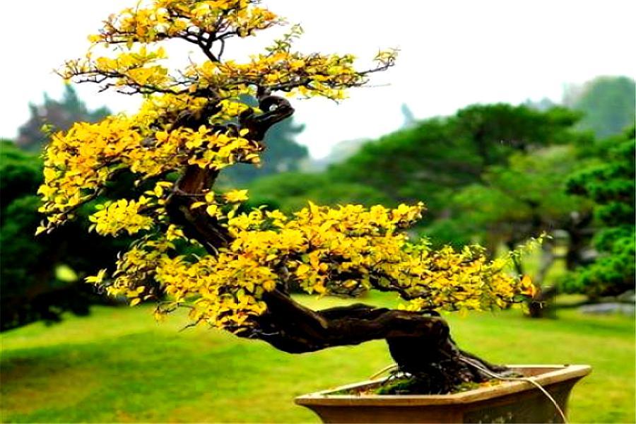 黄杨盆景怎么养长得好,黄杨盆景怎么养能活