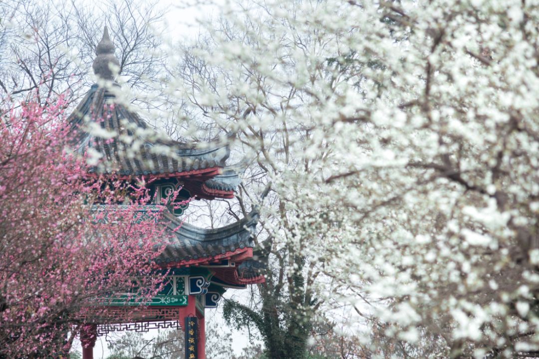 戴口罩的冬天太漫长，差点忘了中国的春天有多美