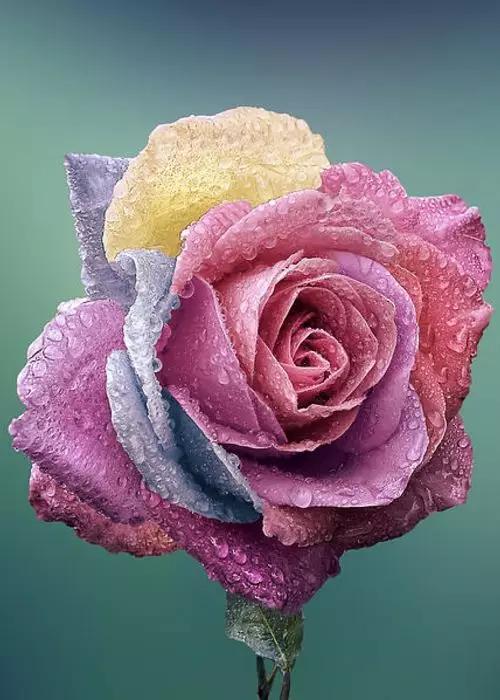 至爱之花,至爱之花歌曲