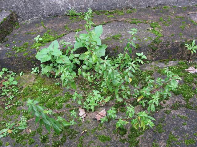 中药糯米藤,中药材葛藤图片