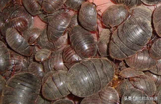 湘潭土元养殖技术,土元养殖技术在哪里学比较靠谱