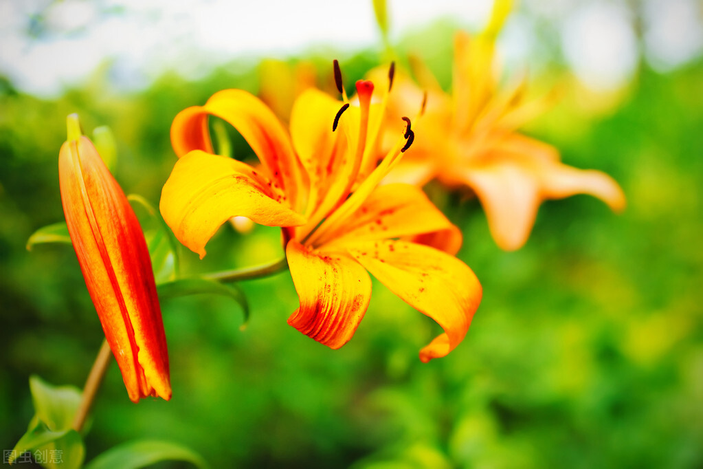 每个十一月生日对应的生日花,365天每天代表生日的花有哪些