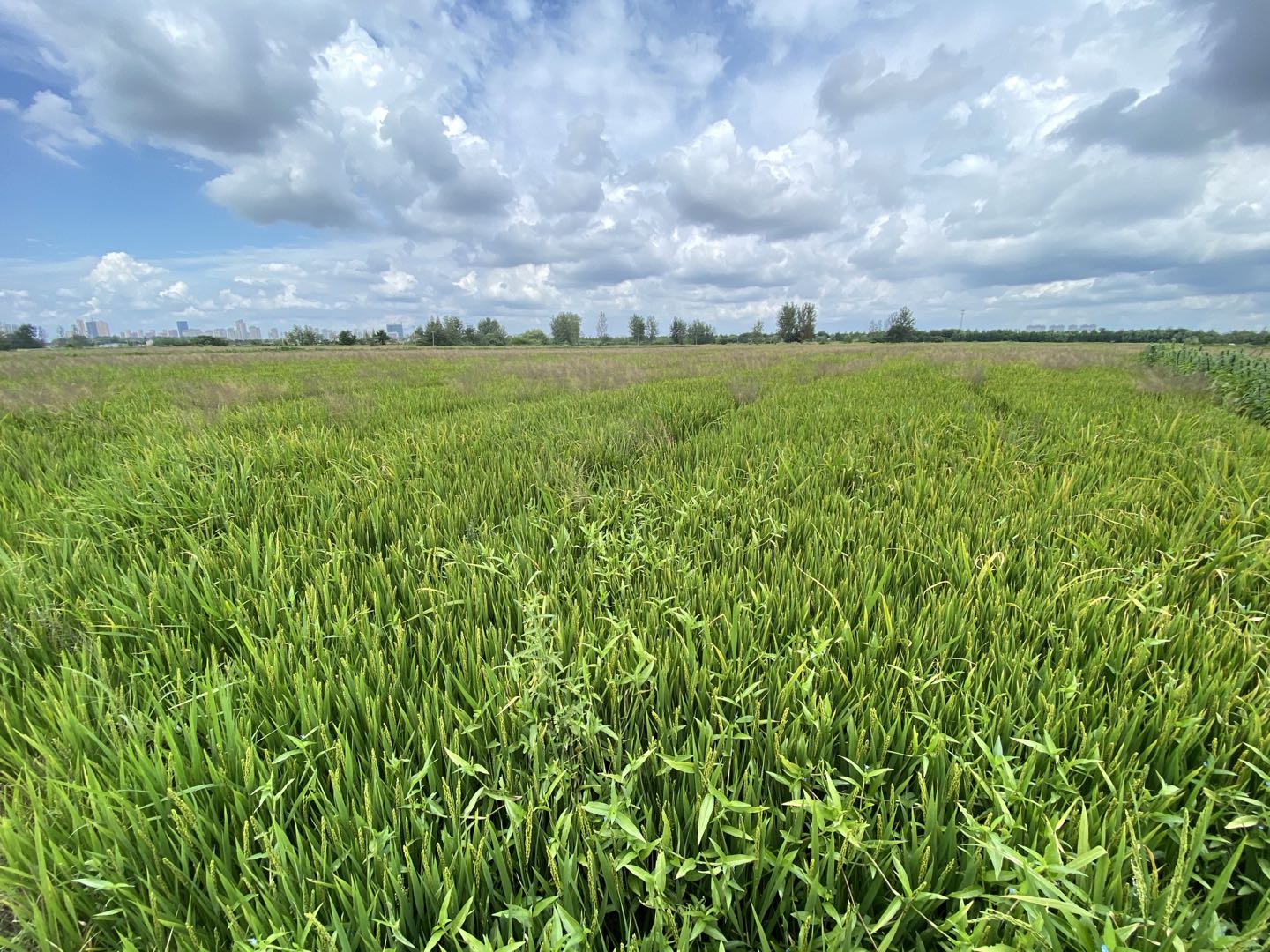 网购一瓶农药,农药经销商卖假农药