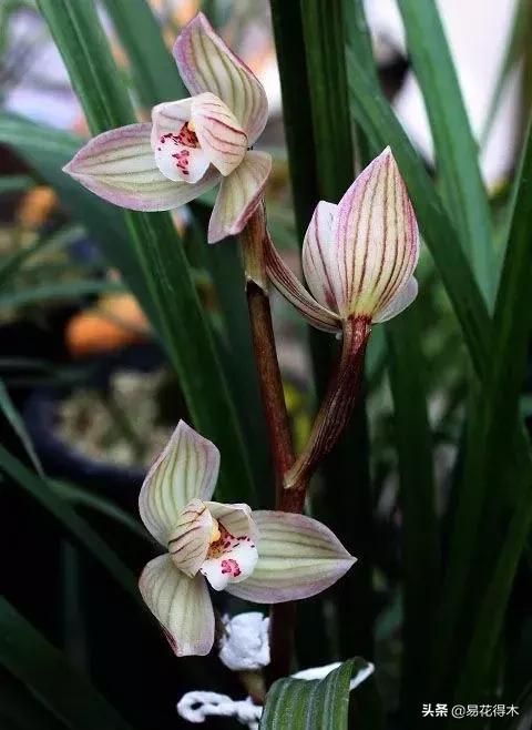 春兰春剑送春莲瓣兰蕙兰怎么分别,蕙兰春兰春剑莲瓣兰对光照的要求