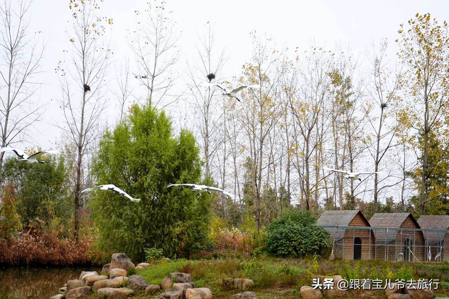 南京燕雀湖水杉林,南京秋天水杉林