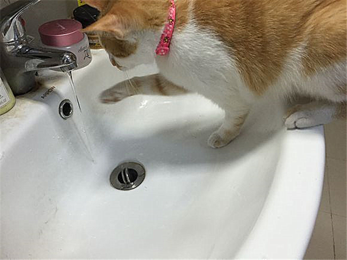 猫咪绝育辟谣,猫咪绝育肺水肿