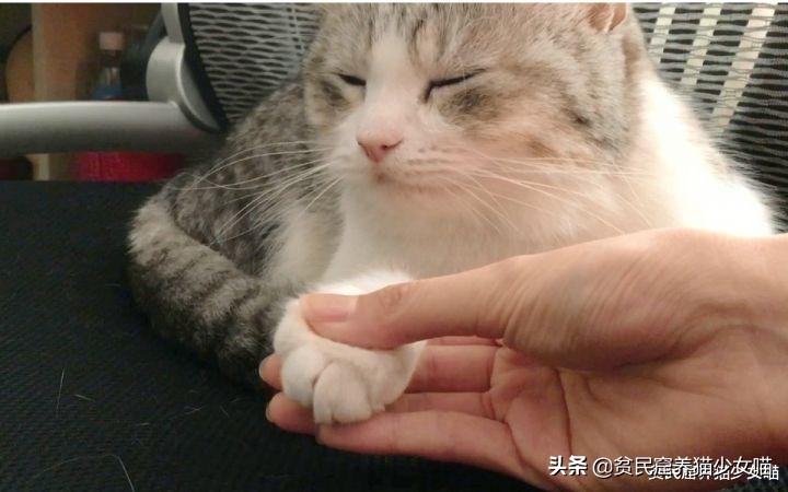 强撸的猫不甜，这些撸猫手法让猫咪乖乖投降，收藏备查