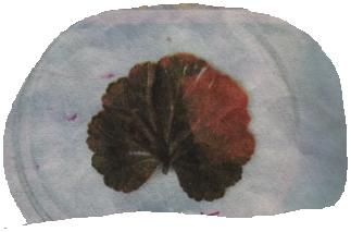 绿叶在光下制造有机物实验示意图,绿叶在光下制造有机物的实验报告