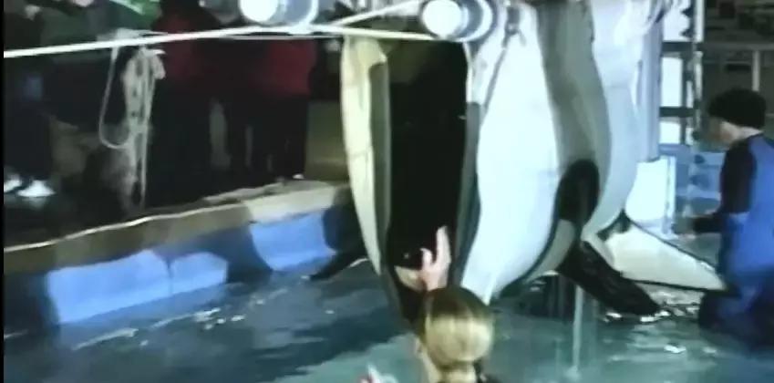 难得一见海洋动物表演,看不完的海洋动物和表演