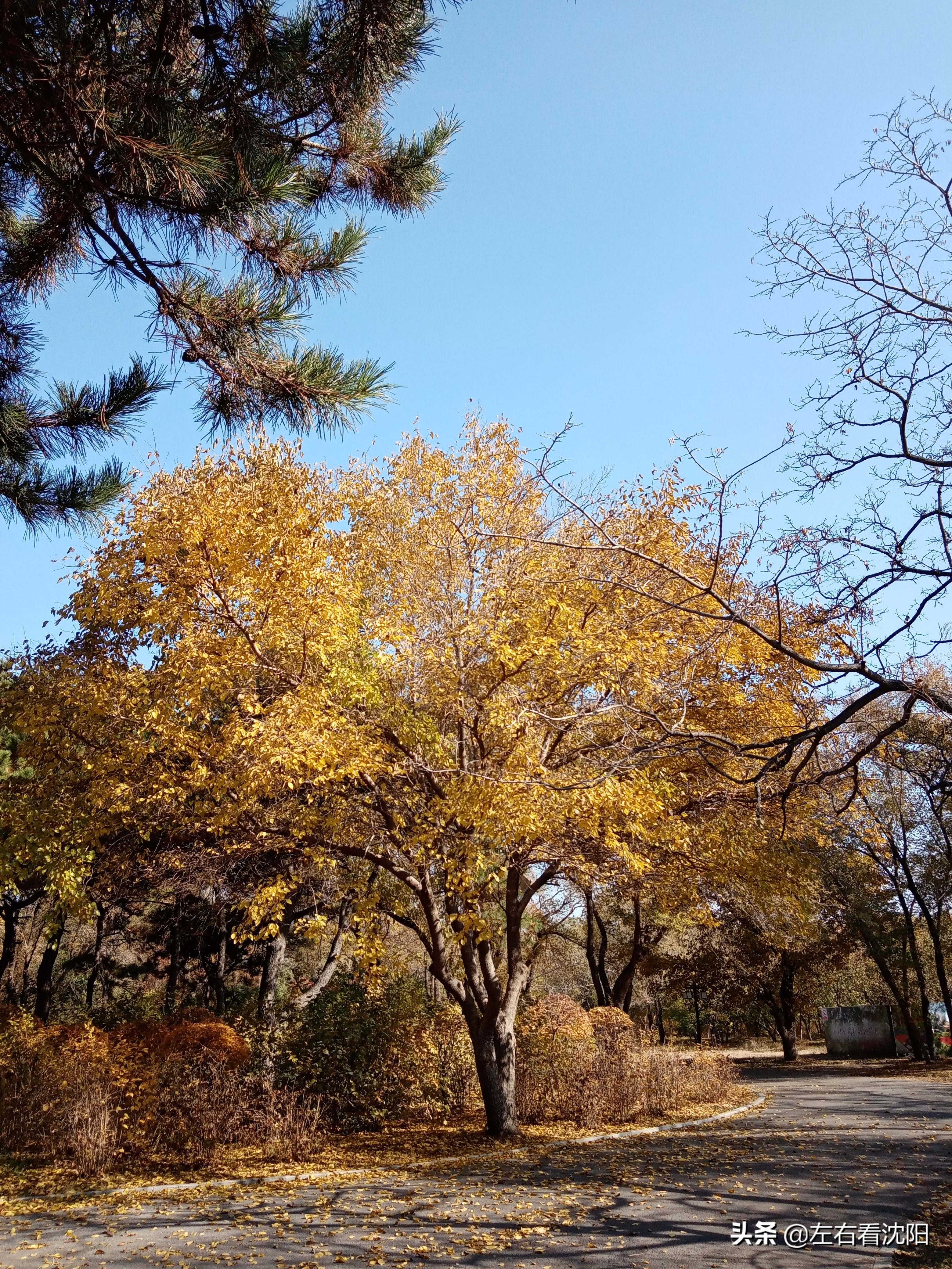 秋季沈阳北陵公园有啥好玩的,漫步沈阳北陵公园湖水边