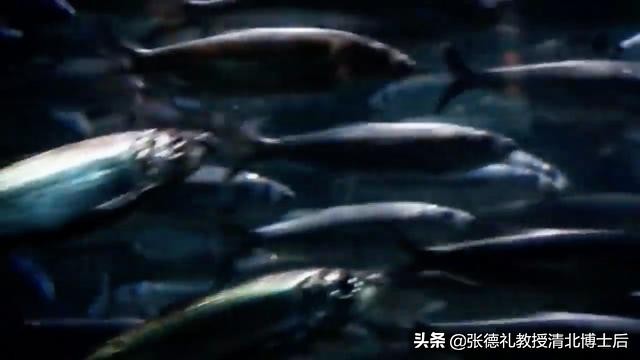 外媒曝光了挪威三文鱼养殖真相吗,挪威三文鱼养殖环境恶劣新闻