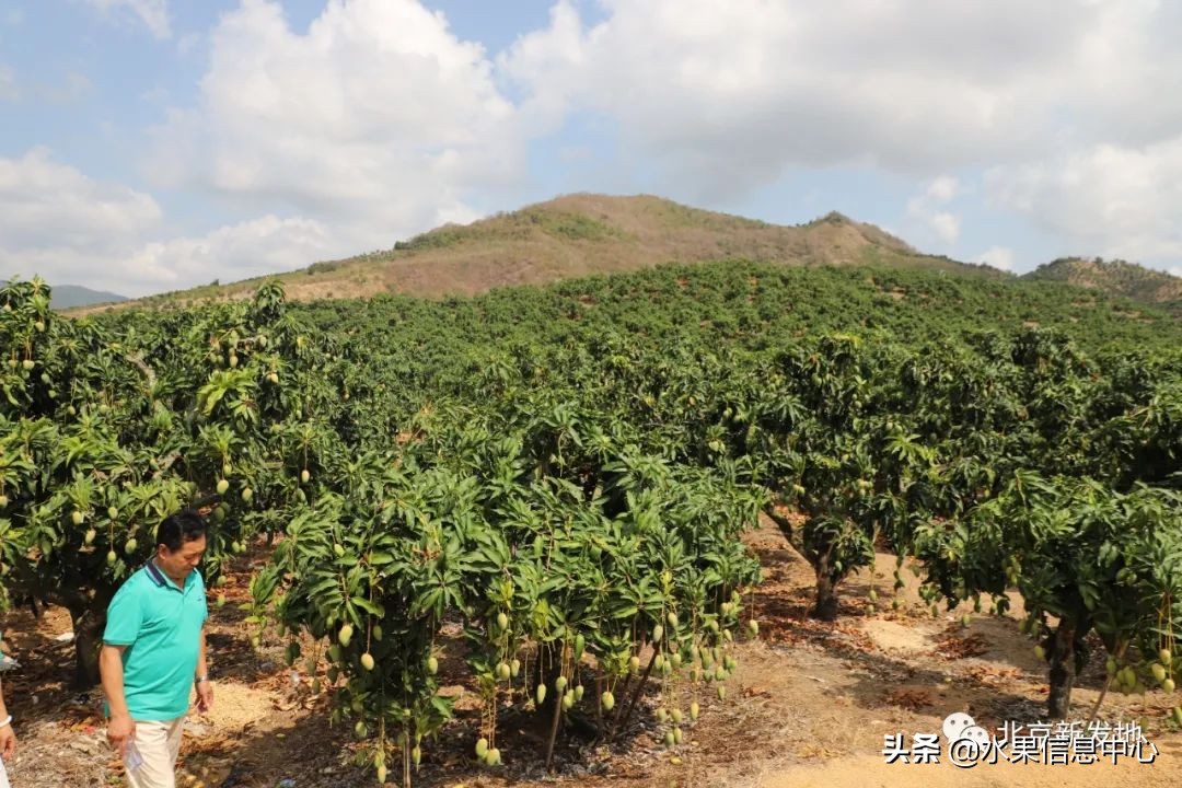 水果大王们生意经,水果生意经
