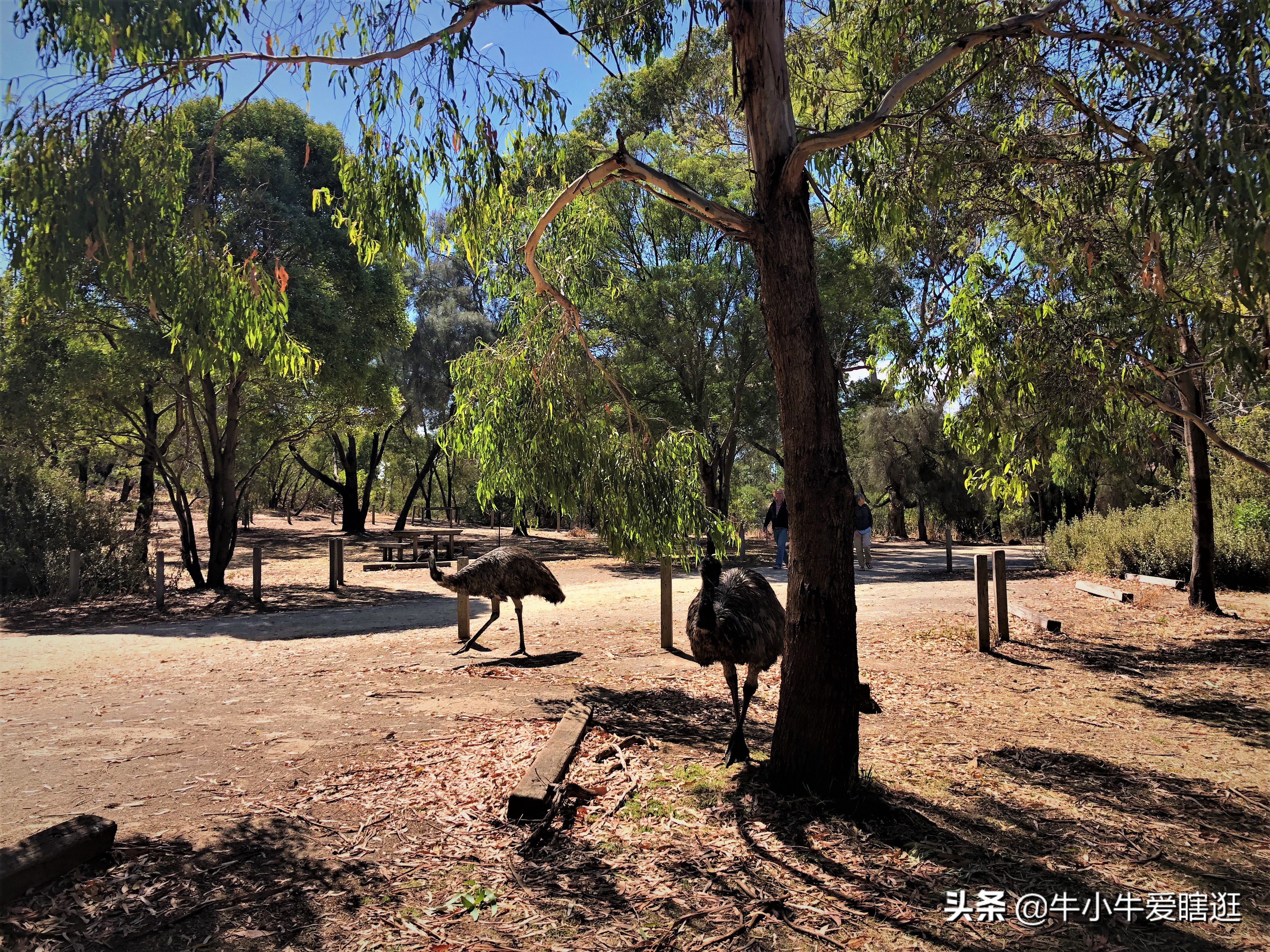 悉尼7日游自由行攻略,澳洲阿德莱德旅游攻略