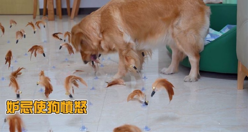 买给小猫的逗猫棒,买逗猫棒给猫玩