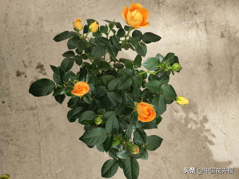 花的名字好听又有内涵,什么花名字好听又好看