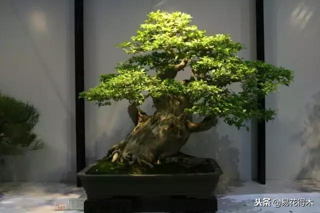 盆栽植物落叶是怎么回事,盆栽植物出现黄叶怎么处理