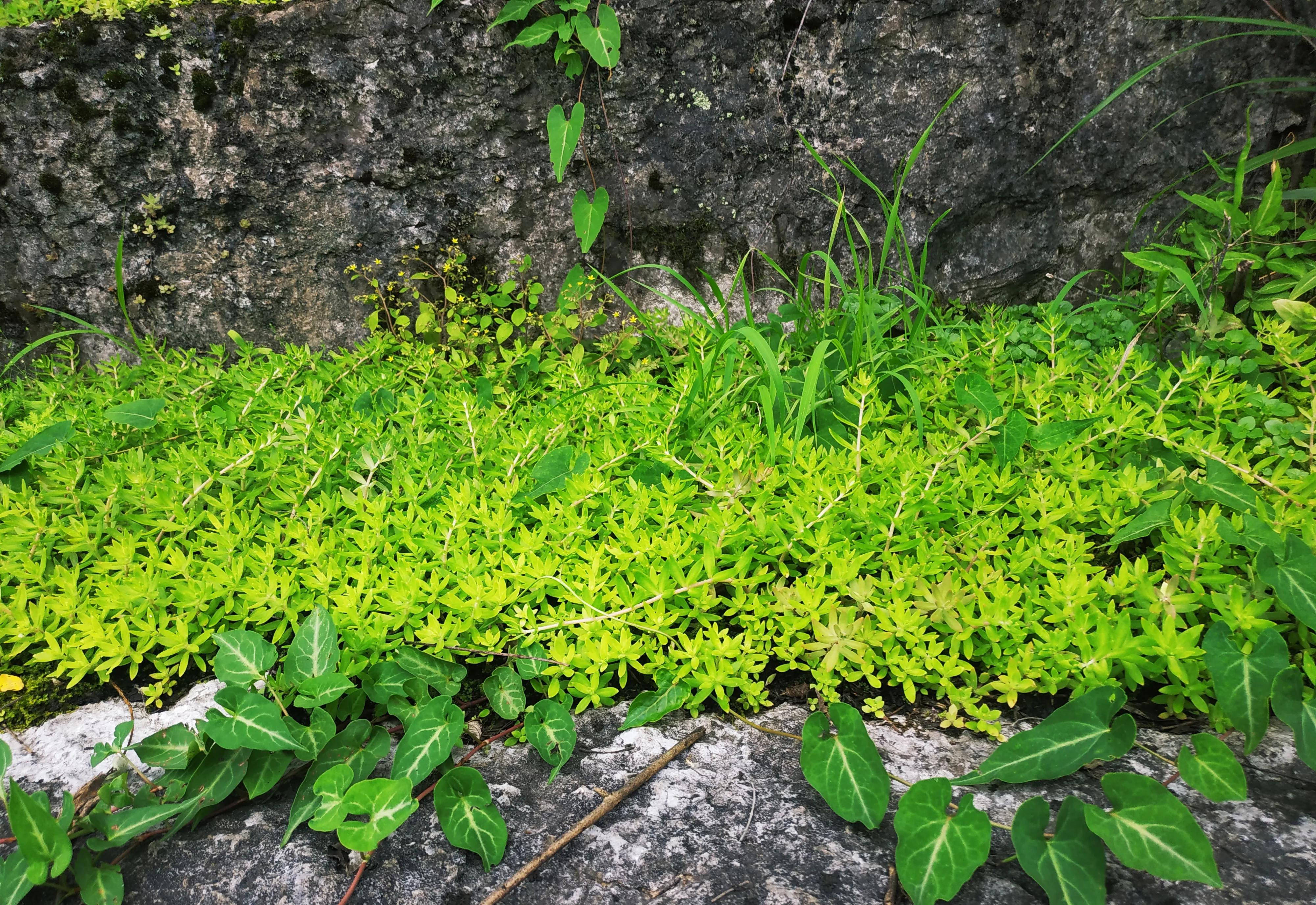 新田航拍全景视频,永州白米寨