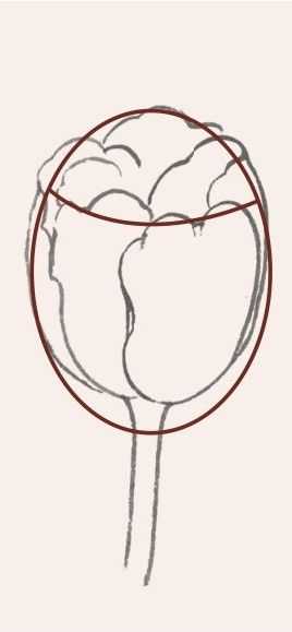 牡丹切瓣花国画画法,国画山茶花花瓣画法