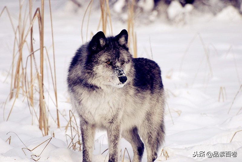 神农架发现狼头驴,中国原始森林神农架驴头狼研究