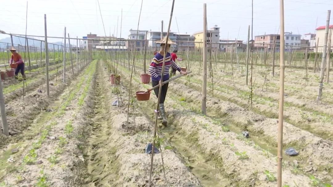 长泰的发展趋势,长泰发展前景怎么样