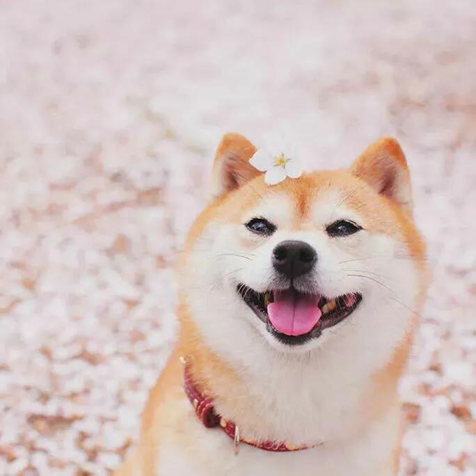 宠物医生一般怎么确定猫咪怀孕的,宠物发情能否确定