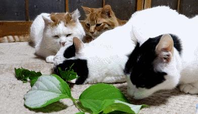 猫薄荷使猫癫狂视频,猫薄荷为什么会让猫咪如此痴迷