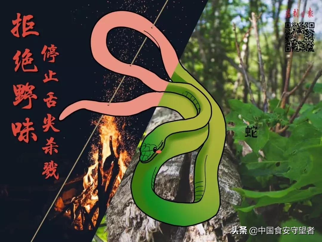 40种野生动物是哪些不能吃的,能吃的野生动物有哪些