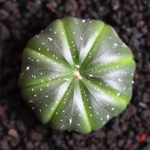 推荐轻松玩转100种常见多肉植物,700种多肉植物图鉴pdf百度云