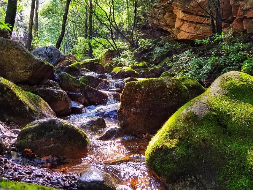 驼梁七月草原美，金莲妖娆入画里/郝贵云